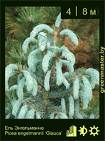 Изображение: ель Энгельманна (picea engelmannii) 'glauca'