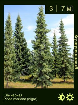 Изображение: ель черная (picea mariana)