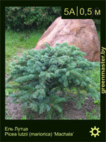 Изображение: ель Лутца (picea lutzii) 'machala'