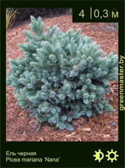 Изображение: ель черная (picea mariana) 'nana'