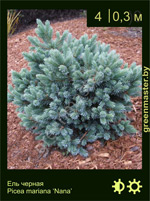 Изображение: ель черная (picea mariana) 'nana'