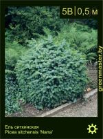 Изображение: ель ситхинская (picea sitchensis) 'nana'