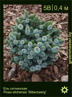 Изображение: ель ситхинская (picea sitchensis) 'silberzwerg'