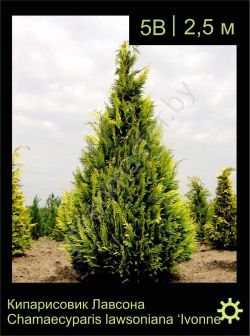 Изображение: кипарисовик Лоусона (chamaecyparis lawsoniana) 'ivonne'