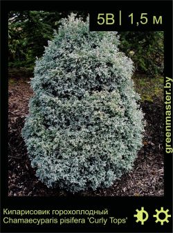 Изображение: кипарисовик горохоплодный (chamaecyparis pisifera) 'curly tops'