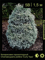 Изображение: кипарисовик горохоплодный (chamaecyparis pisifera) 'curly tops'