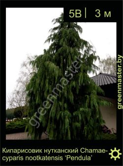 Изображение: кипарисовик нутканский (chamaecyparis nootkatensis) 'pendula'