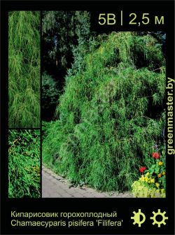 Изображение: кипарисовик горохоплодный (chamaecyparis pisifera) 'filifera'