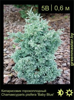 Изображение: кипарисовик горохоплодный (chamaecyparis pisifera) 'baby blue'