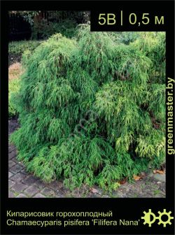 Изображение: кипарисовик горохоплодный (chamaecyparis pisifera) 'filifera nana'