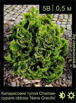 Изображение: кипарисовик тупой (chamaecyparis obtusa) 'nana gracilis'