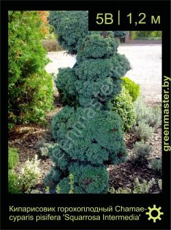 Изображение: кипарисовик горохоплодный (chamaecyparis pisifera) 'squarrosa intermedia'