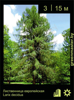 Изображение: лиственница европейская (larix decidua)