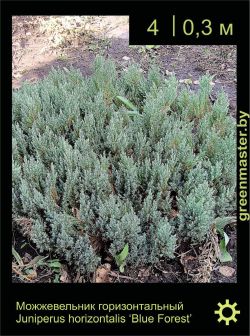 Изображение: можжевельник горизонтальный (juniperus horizontalis) 'blue forest'