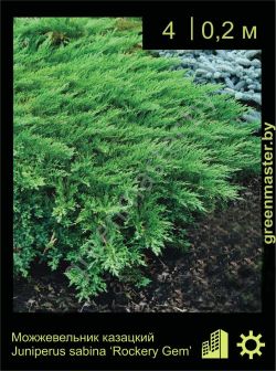 Изображение: можжевельник казацкий (juniperus sabina) 'rockery gem'