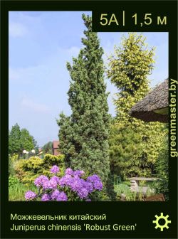 Изображение: можжевельник китайский (juniperus chinensis) 'robust green'