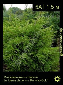 Изображение: можжевельник китайский (juniperus chinensis) 'kuriwao gold'