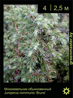 Изображение: можжевельник обыкновенный (juniperus communis) 'bruns'