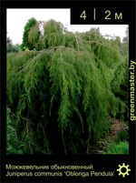 Изображение: можжевельник обыкновенный (juniperus communis) 'oblonga pendula'