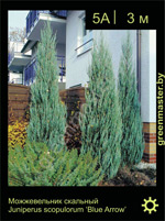 Изображение: можжевельник скальный (juniperus scopulorum) 'blue arrow'