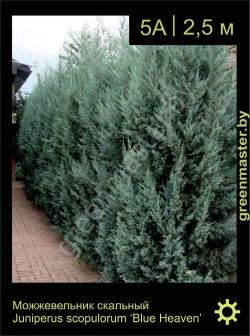 Изображение: можжевельник скальный (juniperus scopulorum) 'blue heaven'