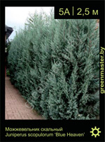 Изображение: можжевельник скальный (juniperus scopulorum) 'blue heaven'