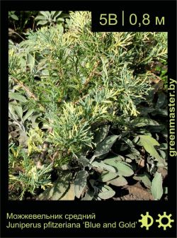 Изображение: можжевельник средний (juniperus × pfitzeriana) 'blue and gold'