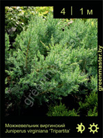 Изображение: можжевельник виргинский (juniperus virginiana) 'tripartita'