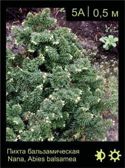 Изображение: пихта бальзамическая (abies balsamea) 'nana'