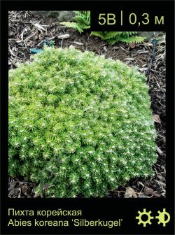 Изображение: пихта корейская (abies koreana) 'silberkugel'