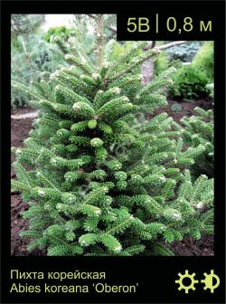 Изображение: пихта корейская (abies koreana) 'oberon'