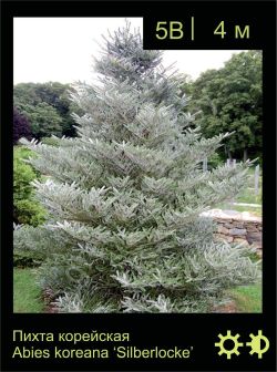 Изображение: пихта корейская (abies koreana) 'silberlocke'