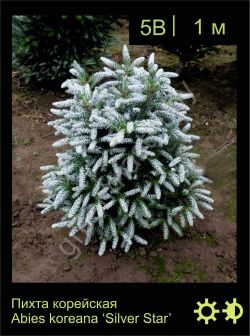 Изображение: пихта корейская (abies koreana) 'silver star'