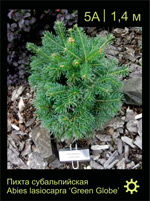 Изображение: пихта горная (abies lasiocarpa) 'green globe'