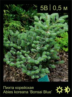 Изображение: пихта корейская (abies koreana) 'bonsai blue'