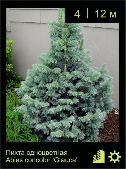 Изображение: пихта одноцветная (abies concolor) 'glauca'