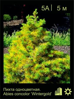 Изображение: пихта одноцветная (abies concolor) 'wintergold'