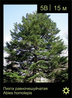 Изображение: пихта равночешуйчатая (abies homolepis)