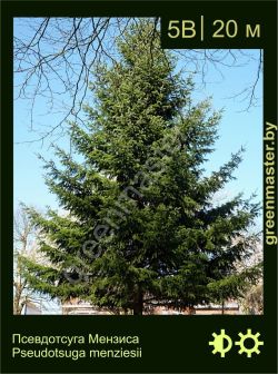 Изображение: псевдотсуга Мензиса (pseudotsuga menziesii)