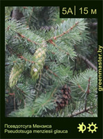 Изображение: псевдотсуга Мензиса (pseudotsuga menziesii) 'glauca'