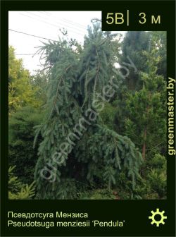 Изображение: псевдотсуга Мензиса (pseudotsuga menziesii) 'pendula'