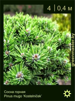 Изображение: сосна горная (pinus mugo) 'kostelnicek'