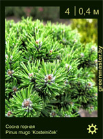 Изображение: сосна горная (pinus mugo) 'kostelnicek'