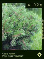 Изображение: сосна горная (pinus mugo) 'krauskopf'