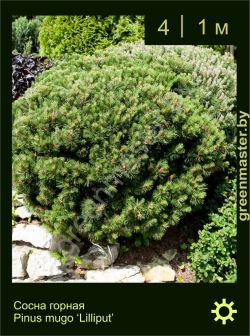 Изображение: сосна горная (pinus mugo) 'lilliput'