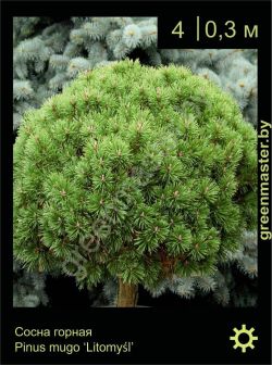 Изображение: сосна горная (pinus mugo) 'litomysl'