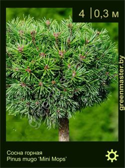 Изображение: сосна горная (pinus mugo) 'mini mops'