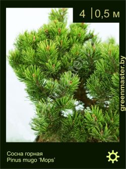 Изображение: сосна горная (pinus mugo) 'mops'