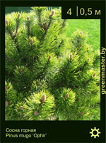 Изображение: сосна горная (pinus mugo) 'ophir'