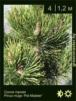 Изображение: сосна горная (pinus mugo) 'pal maleter'